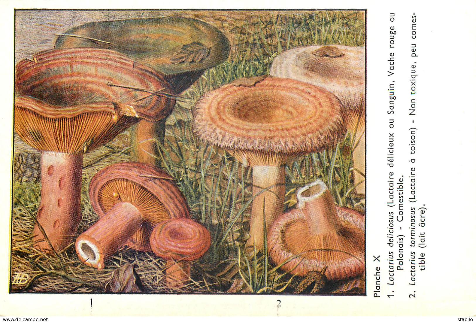 CHAMPIGNONS - SERIE DE 28  PLANCHES DESSINEES  NUMEROTEES - PUBLICITES LABORATOIRE PHARMACEUTIQUE AU VERSO