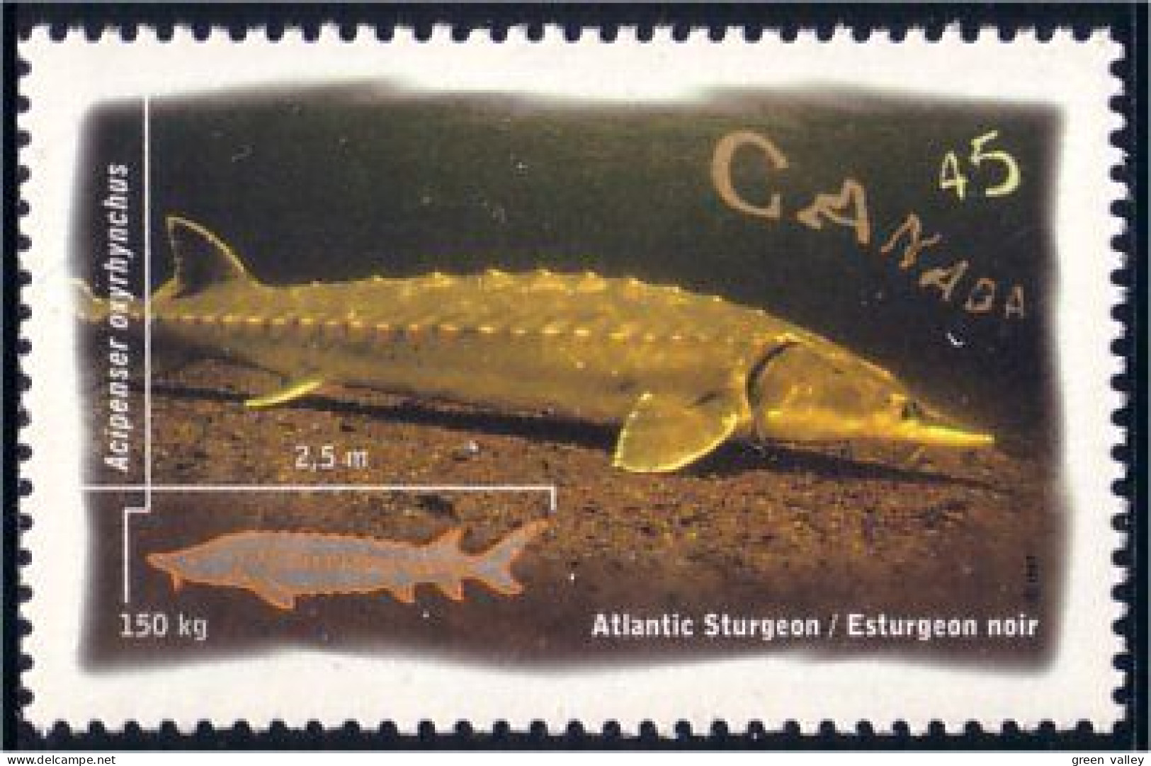 Canada Sturgeon Esturgeon MNH ** Neuf SC (C16-43b) - Fishes