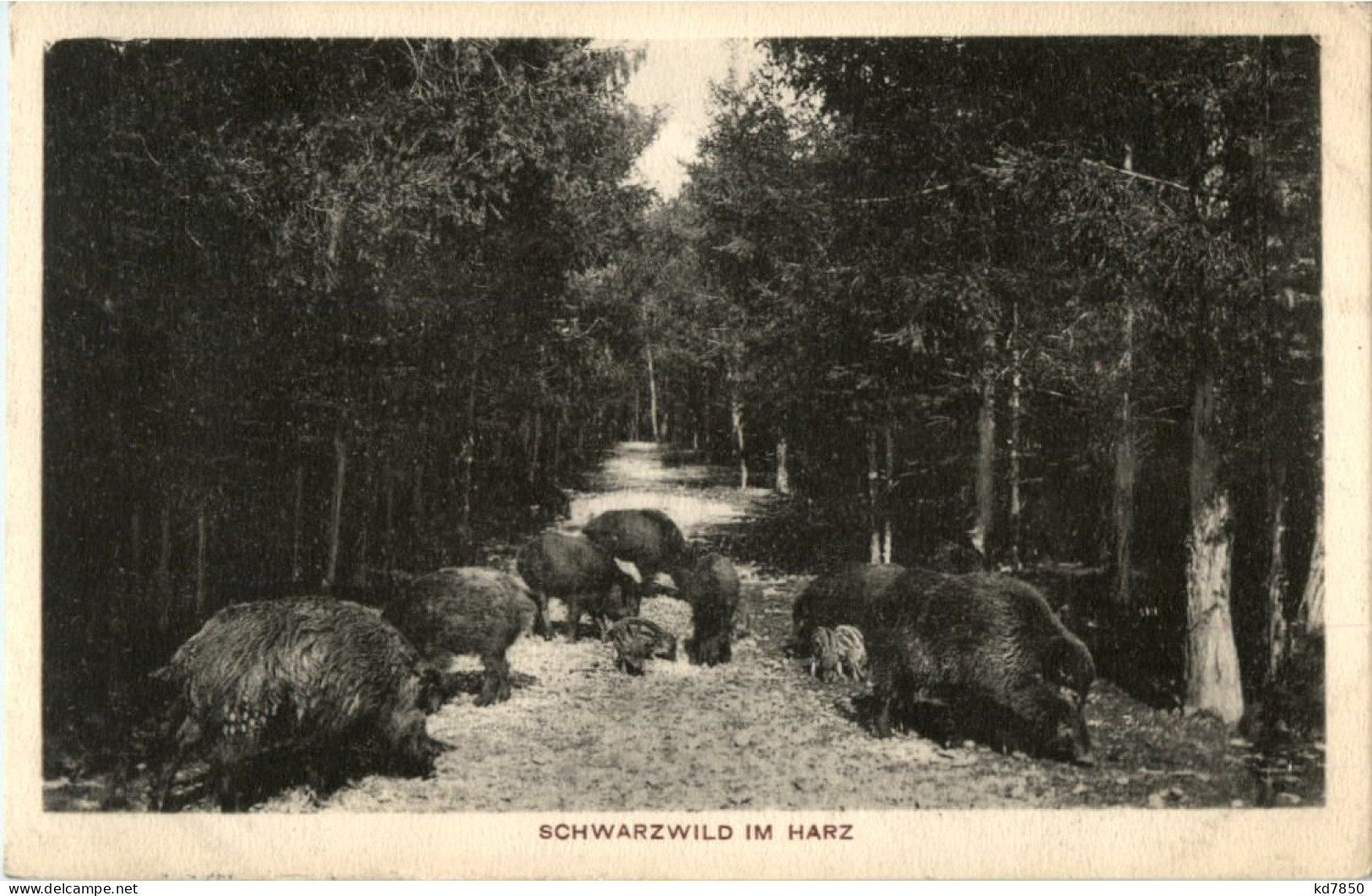 Schwarzwild Im Harz - Autres & Non Classés
