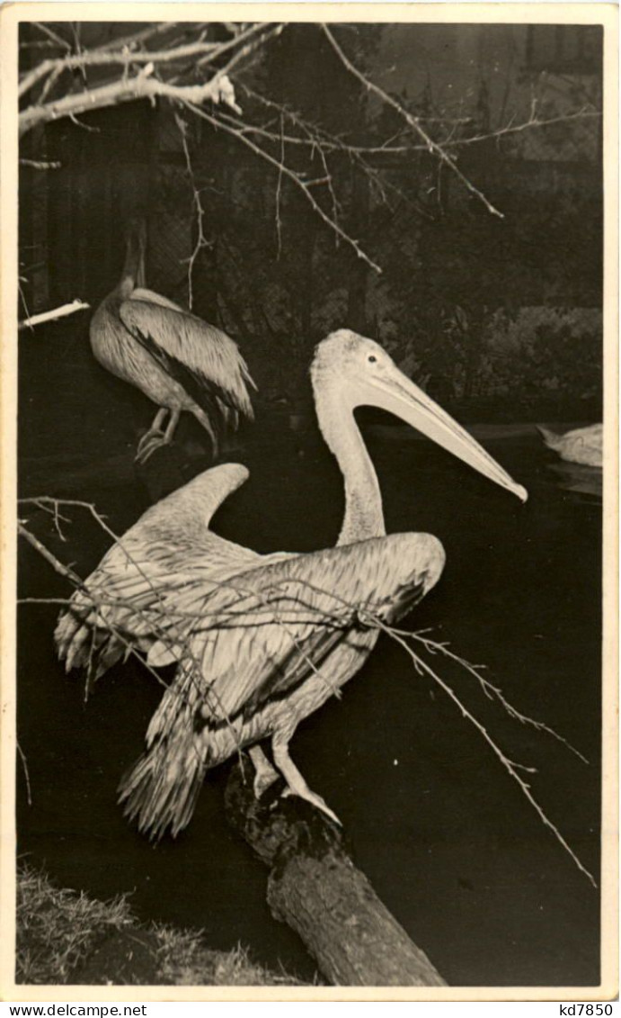 Pelikan - Vögel