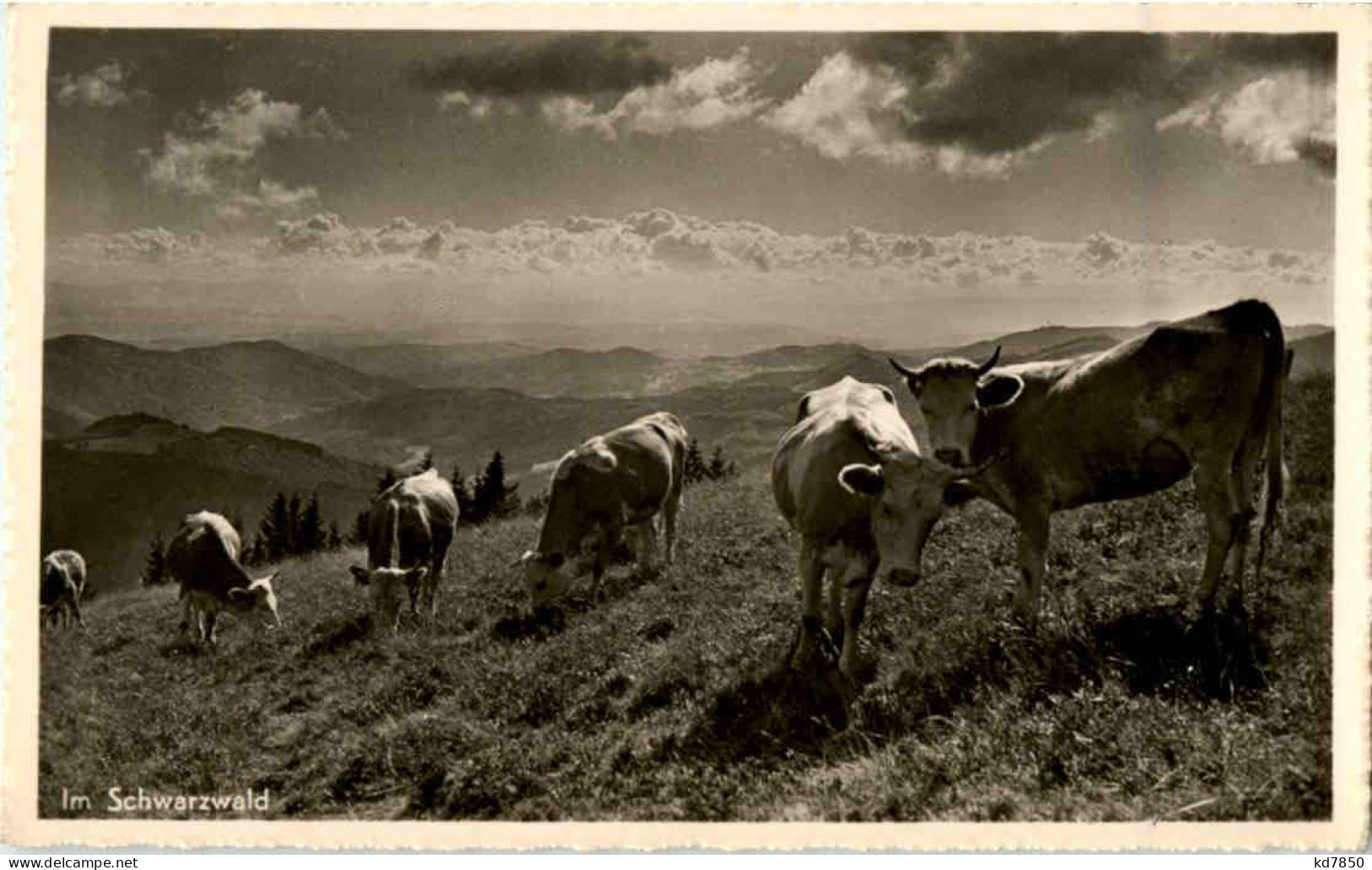 Im Schwarzwald - Kühe - Kühe