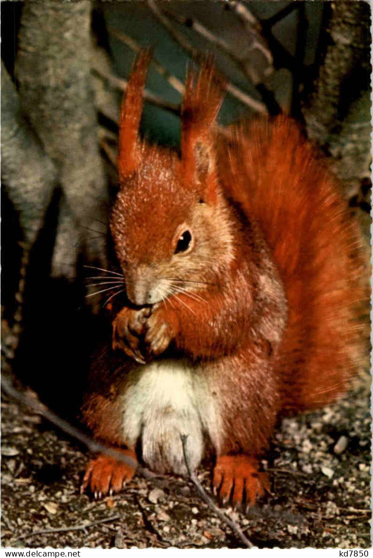 Eichhörnchen - Andere & Zonder Classificatie
