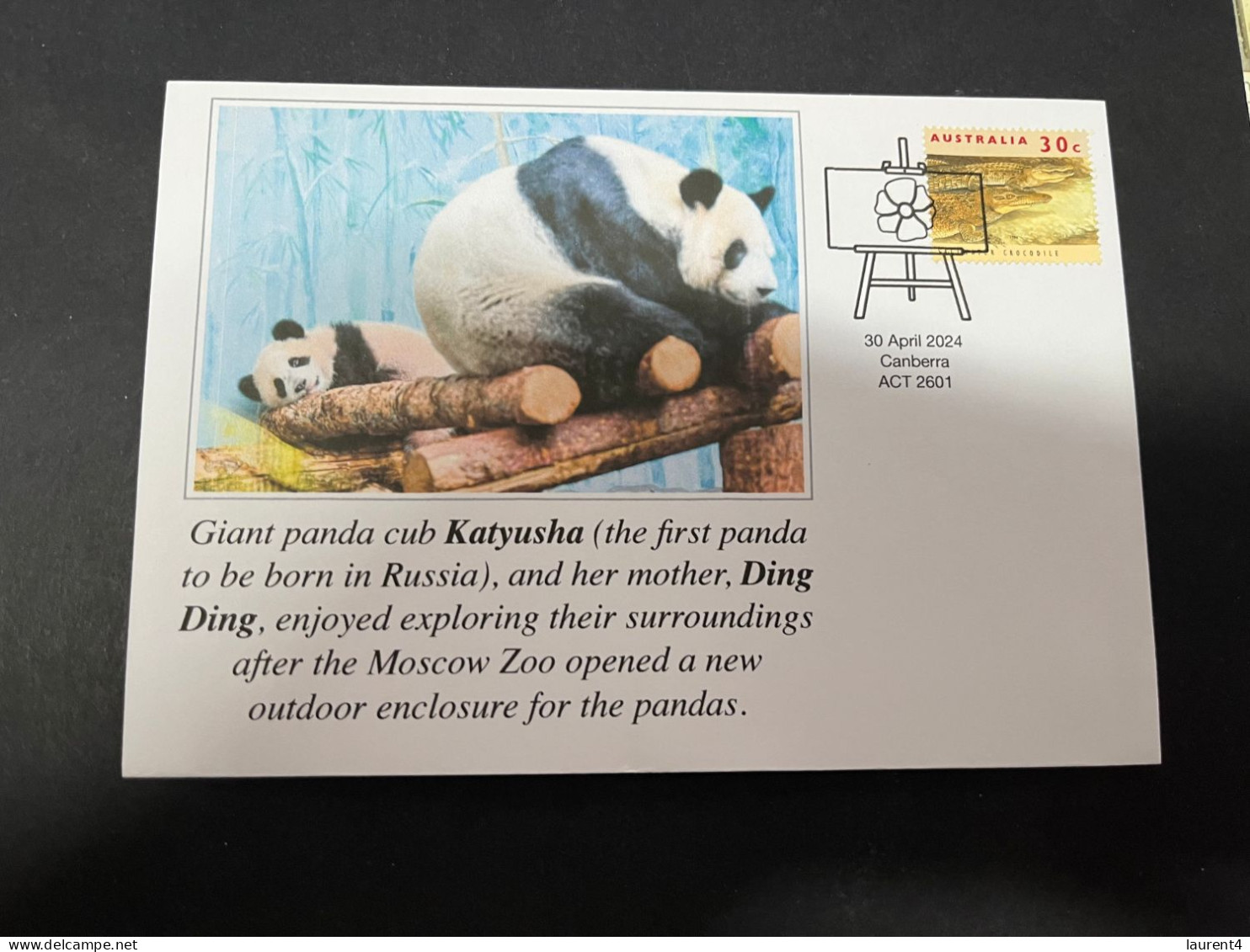 1-5-2024 (3 Z 32) Russia - Giant Panda (for Katyusha & Ding Ding) Outdoor Enclosure Open At Moscow Zoo - Beren