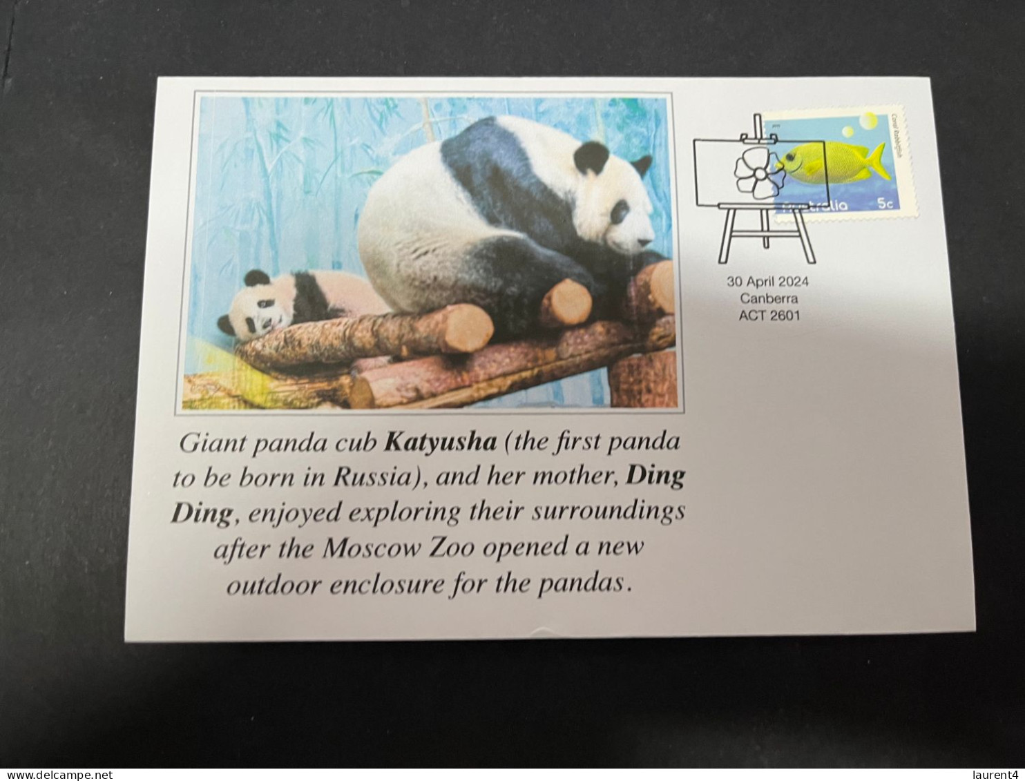 1-5-2024 (3 Z 32) Russia - Giant Panda (for Katyusha & Ding Ding) Outdoor Enclosure Open At Moscow Zoo - Beren