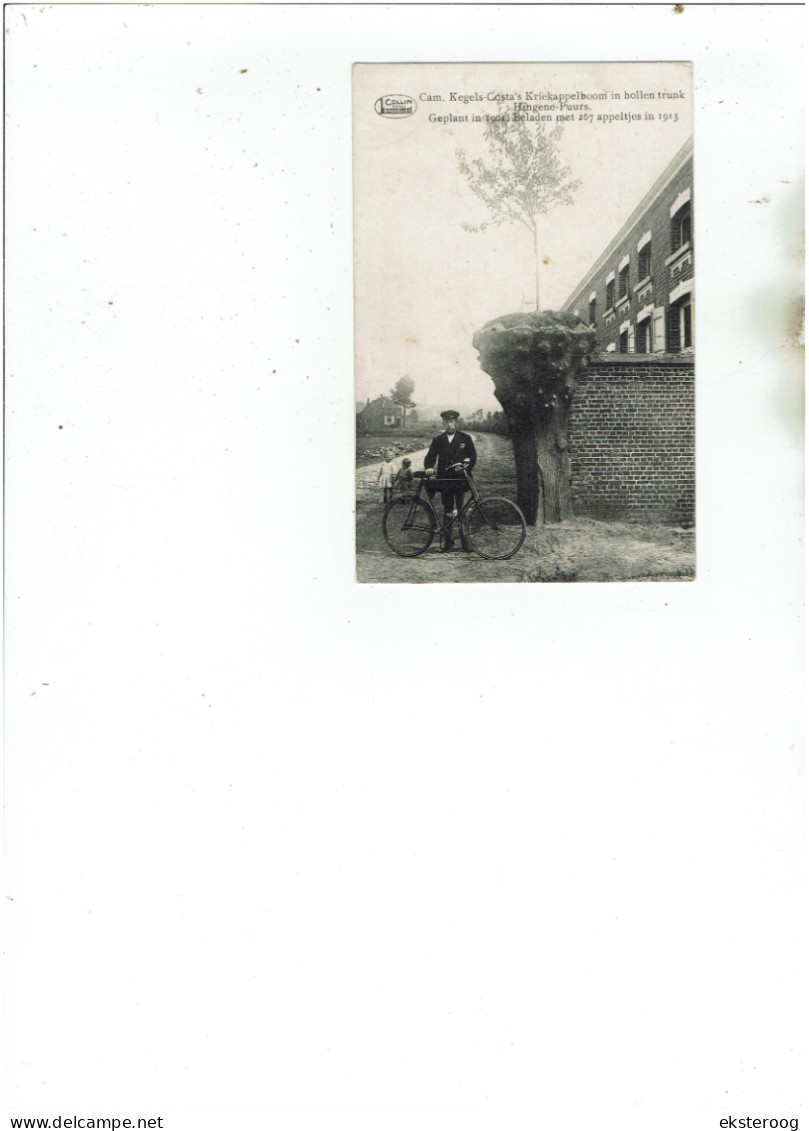 Hingene- Puurs - Cam Kegels-costa's Kriekappelboom In Hollen Tronk 267 Appelen In 1913 - Puurs