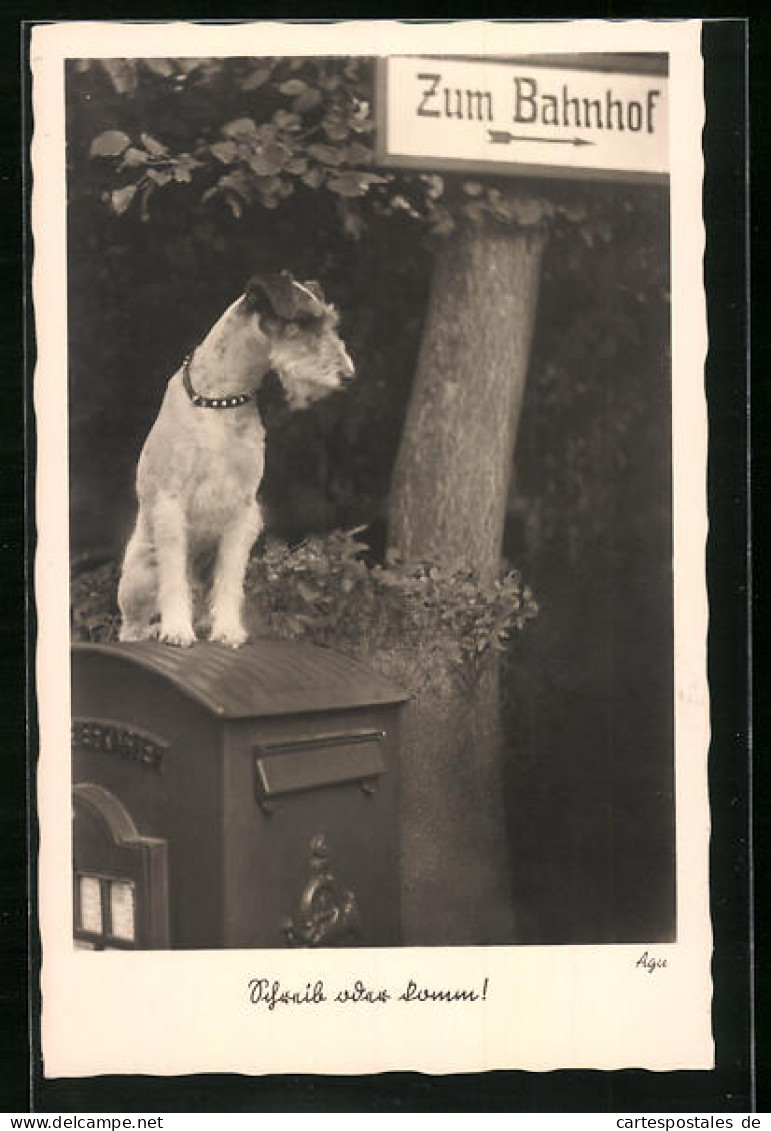 AK Hübscher Terrier Sitzt Auf Einem Briefkasten  - Post
