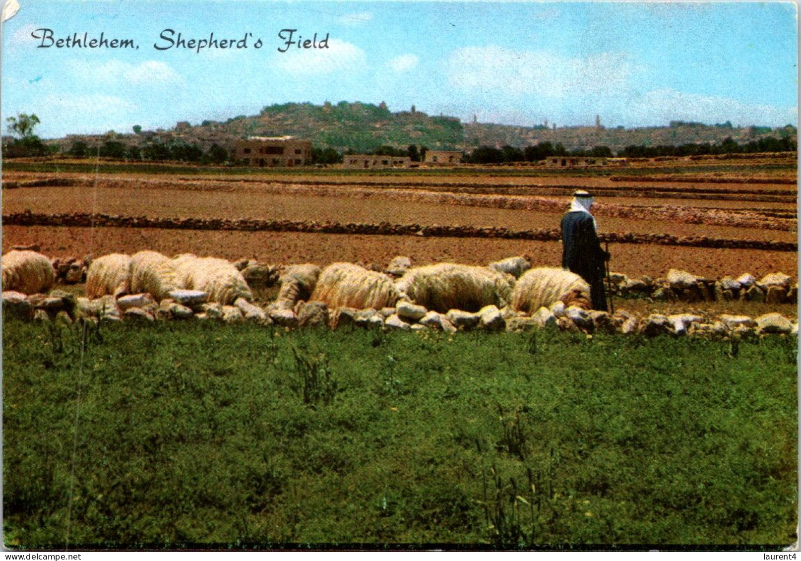 1-5-2024 (3 Z 33) Israel - Sheep Farming In Bethlehem - Elevage