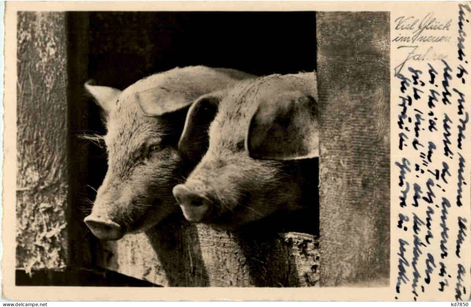 Schwein - Pig - Cochons