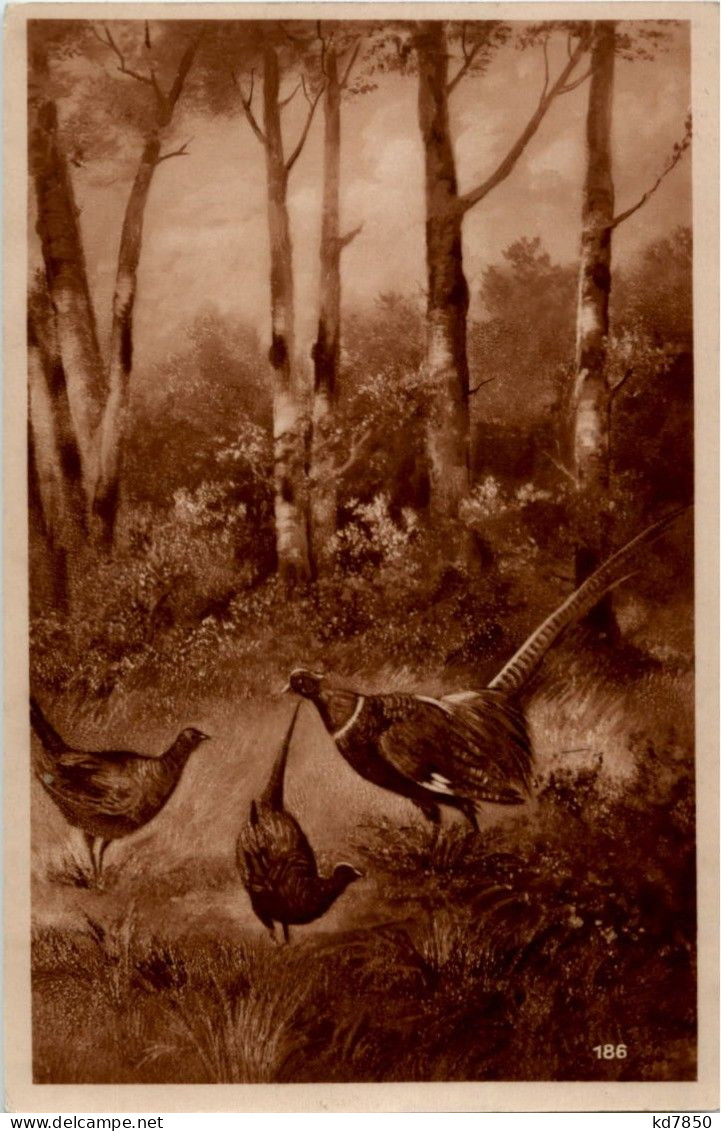 Fasan - Vögel