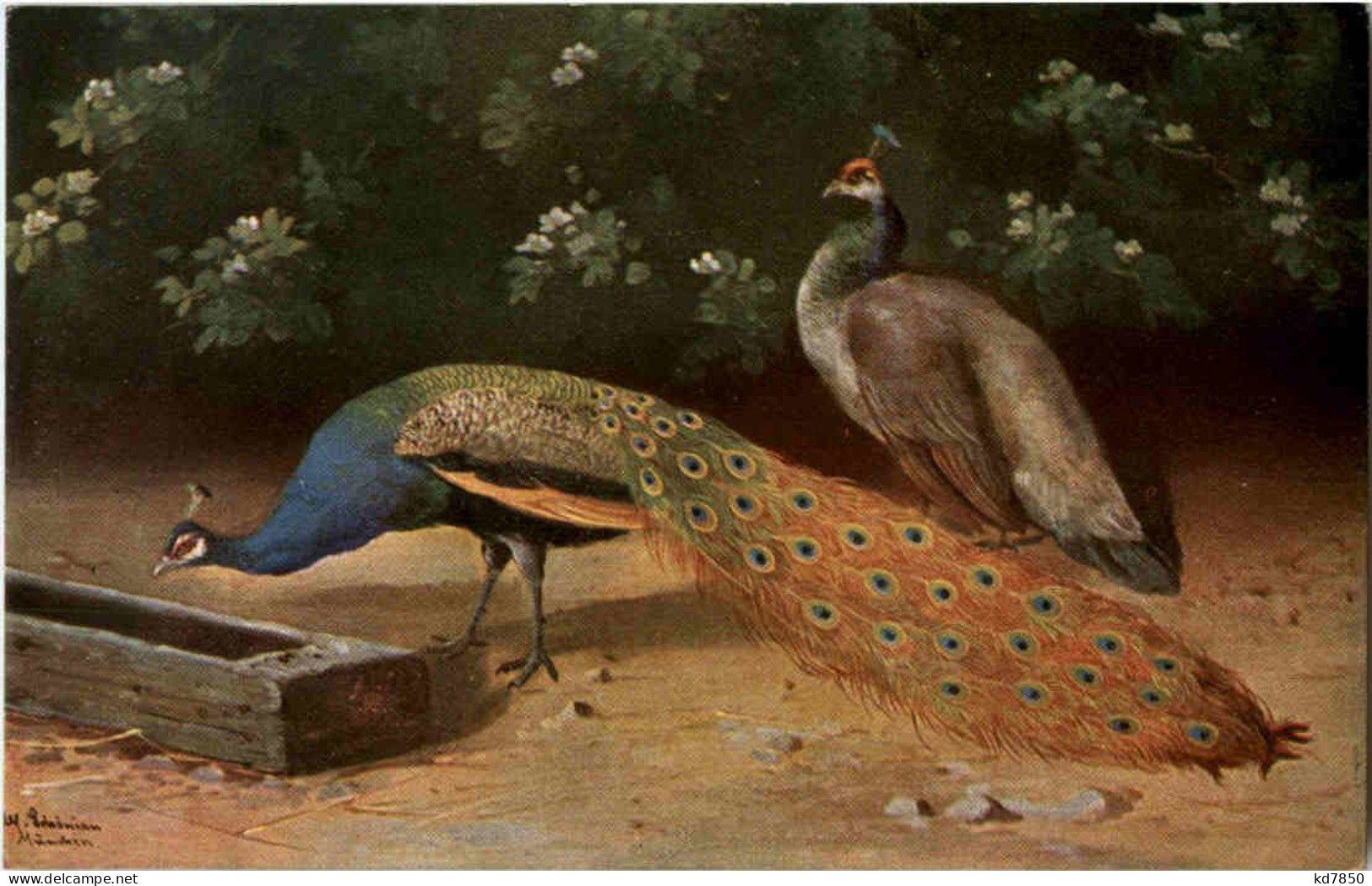 Pfau - Pájaros