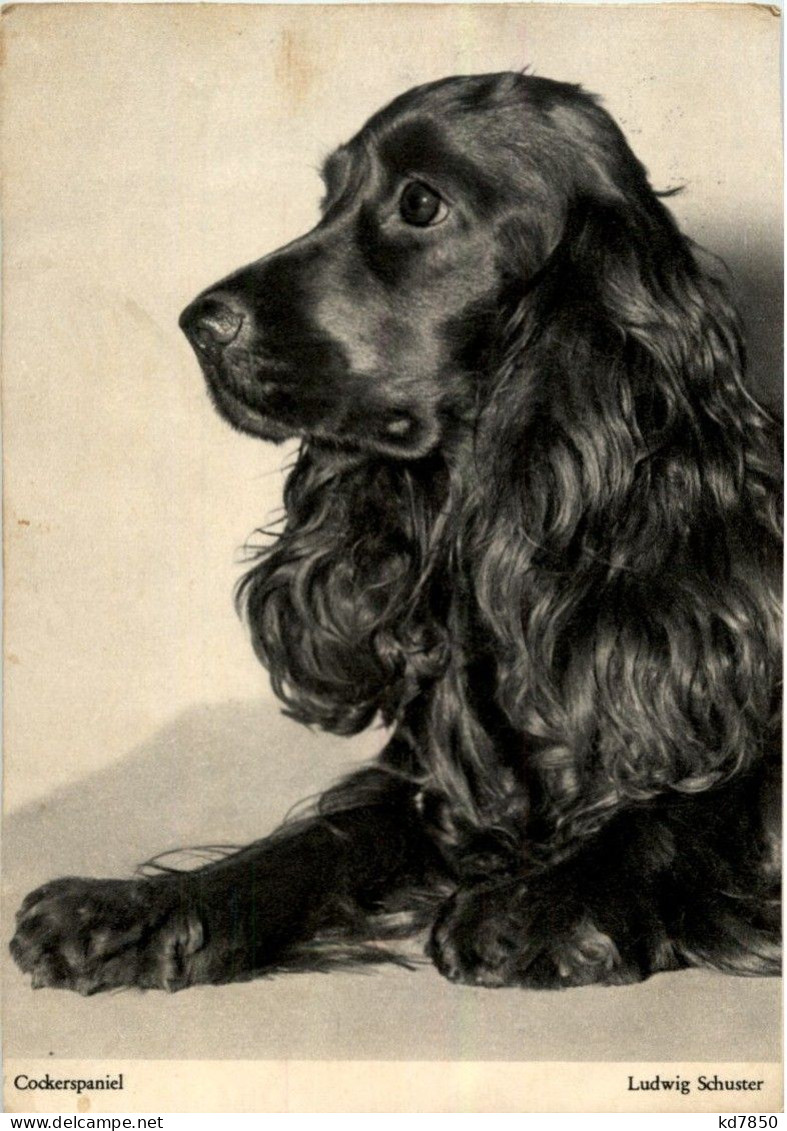 Cockerspaniel - Honden