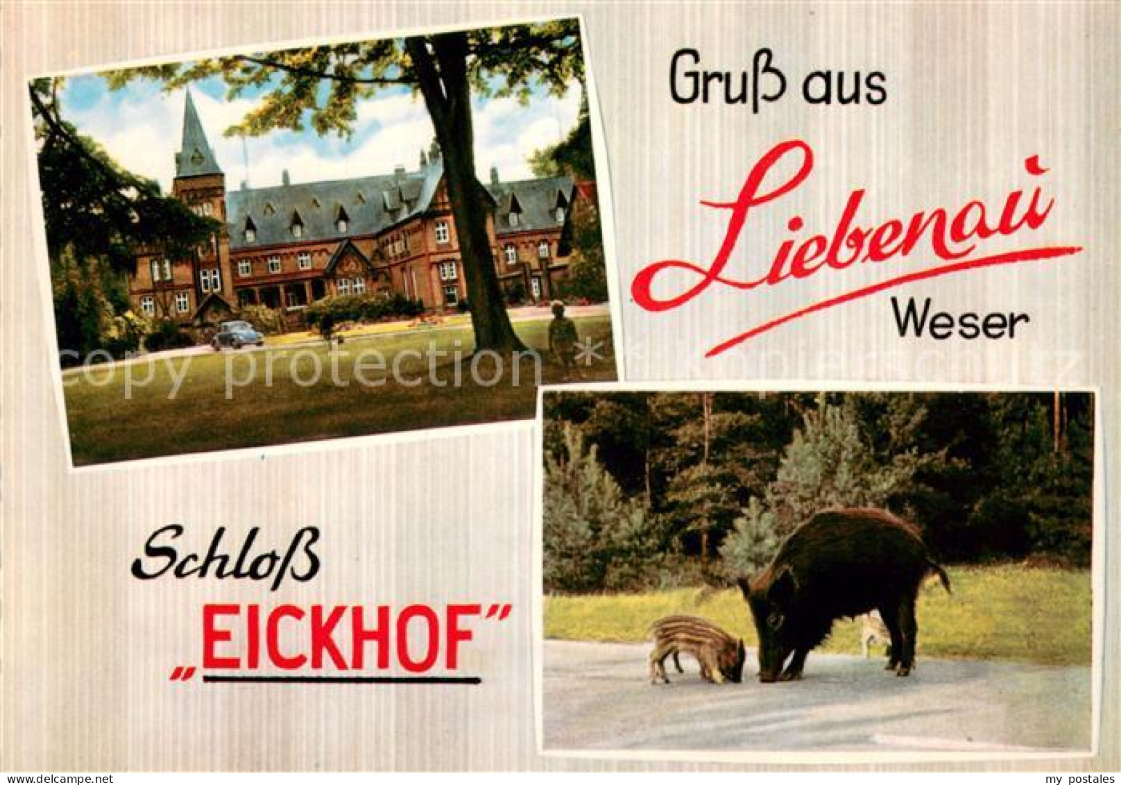 73662221 Liebenau Nienburg Schloss Eickhof Wildschein Mit Jungen Liebenau Nienbu - Sonstige & Ohne Zuordnung