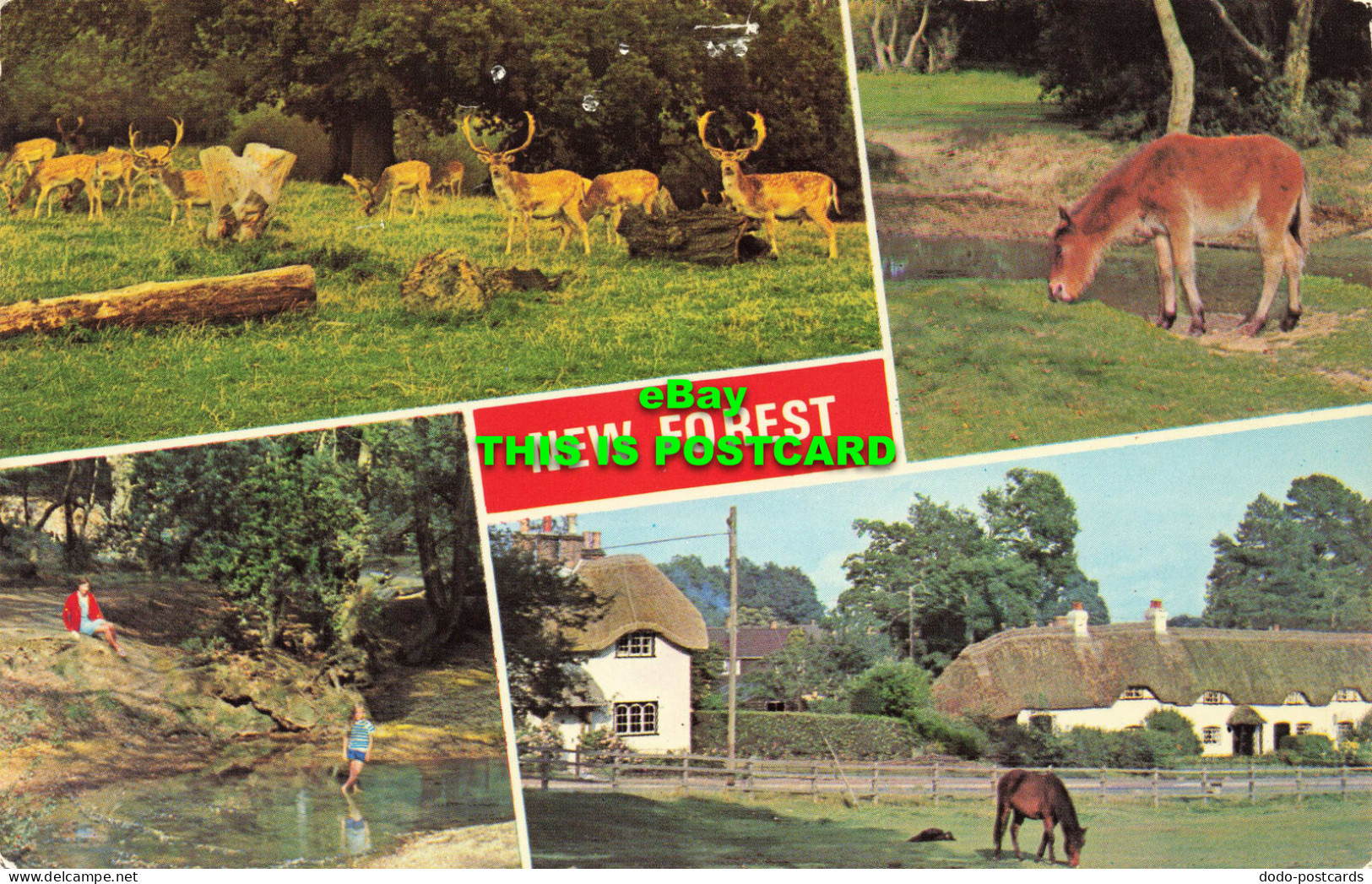 R567263 New Forest. Dennis. 1981. Multi View - Mondo