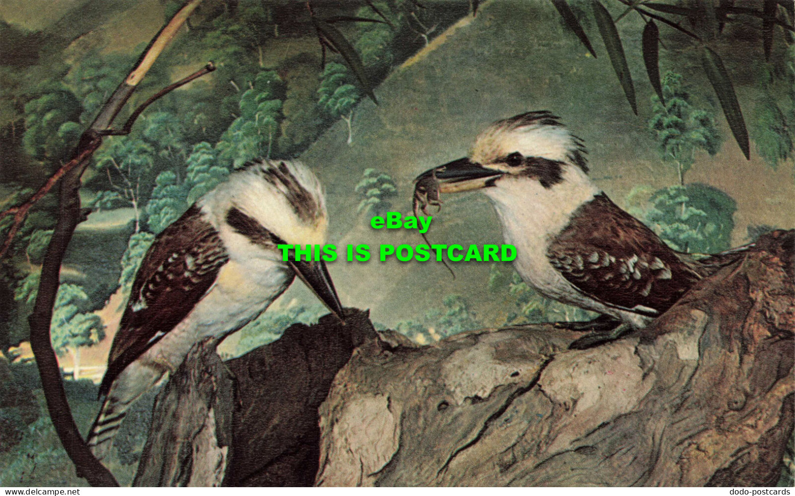 R566837 South Australian Museum. Birds 4. Laughing Kookaburra. Dacelo Gigas. Mou - Mondo