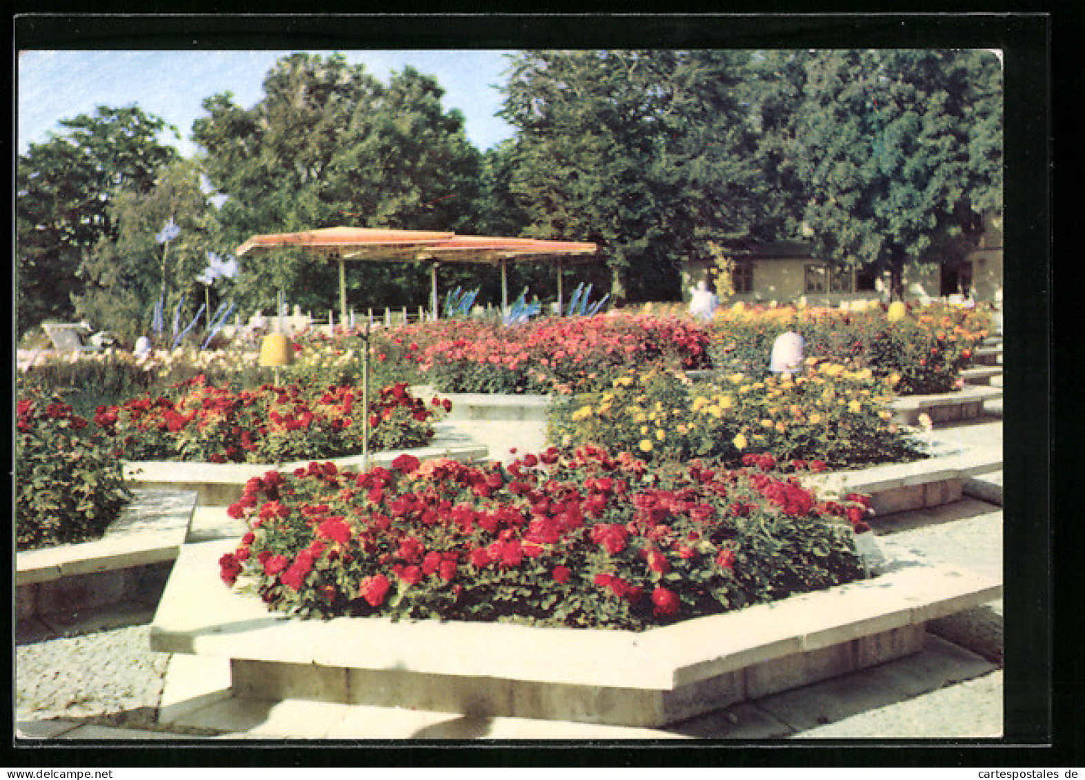 AK Erfurt, Internationale Gartenbauausstellung Der DDR, Blick Auf Den Grossen Rosengarten  - Expositions