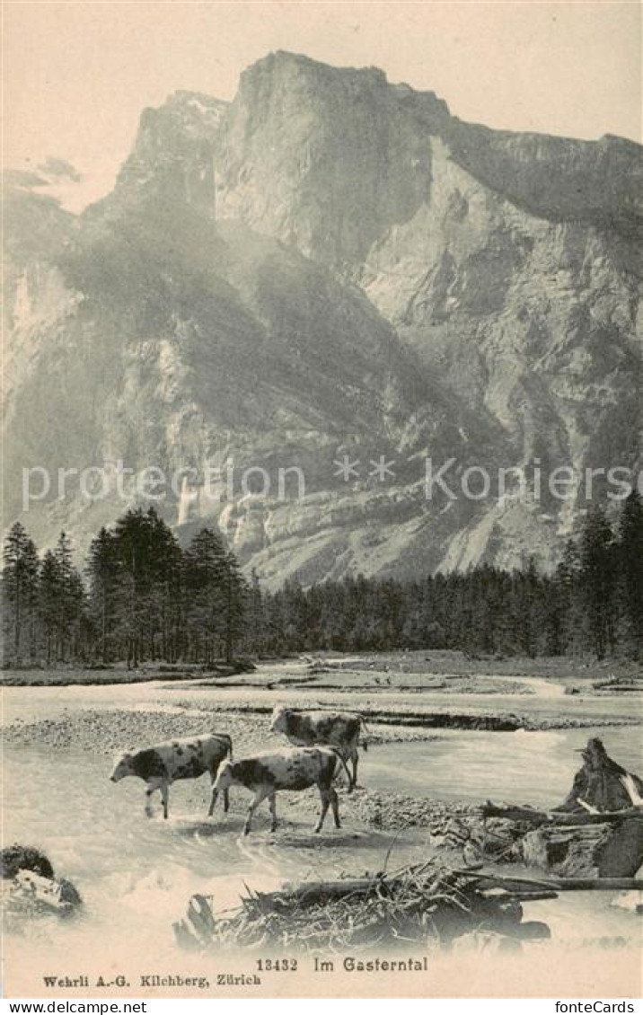 13800345 Gasterntal Kandersteg BE Panorama Kuehe Am Fluss Berner Alpen  - Other & Unclassified