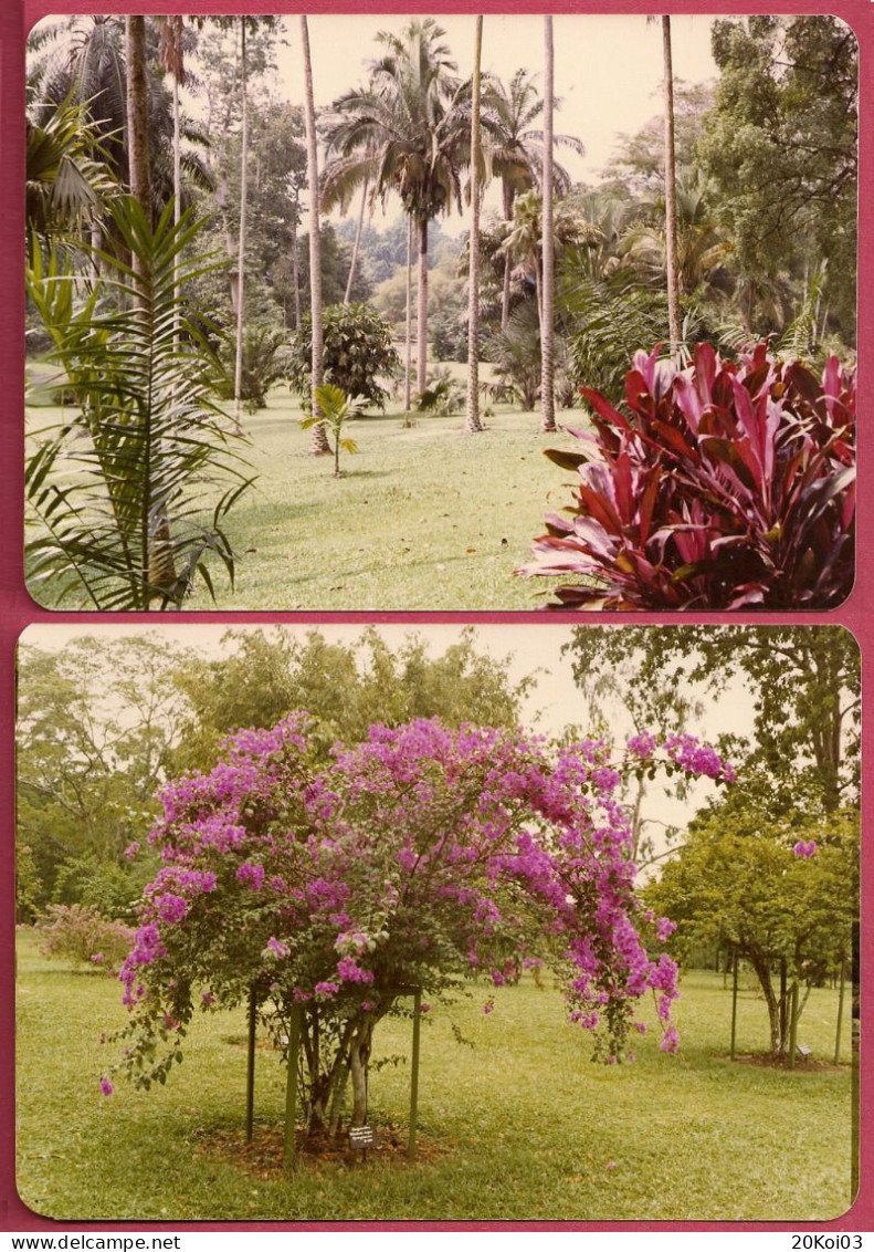 Singapore Botanical Garden (1976) Vintage_UNC SUP_only 2 Photograph_NOT Postcards_cpc - Singapour