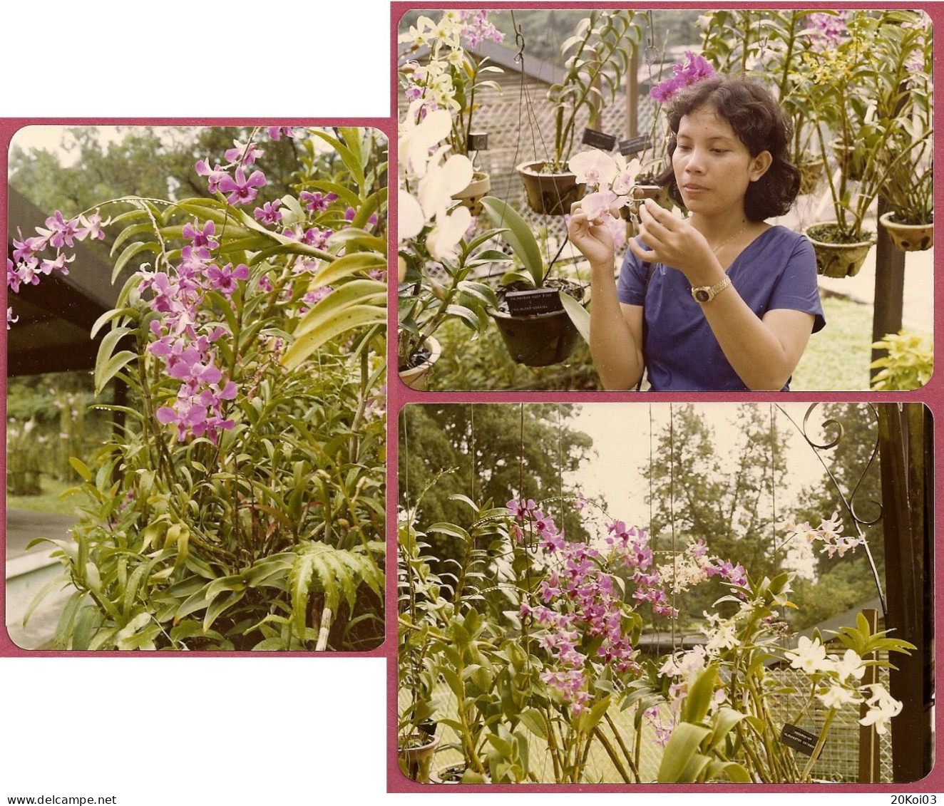 Singapore Mandai Orchid Garden (1980) Orchids Gardens, Vintage_UNC SUP_only Photograph_NOT Postcards_cpc - Singapur