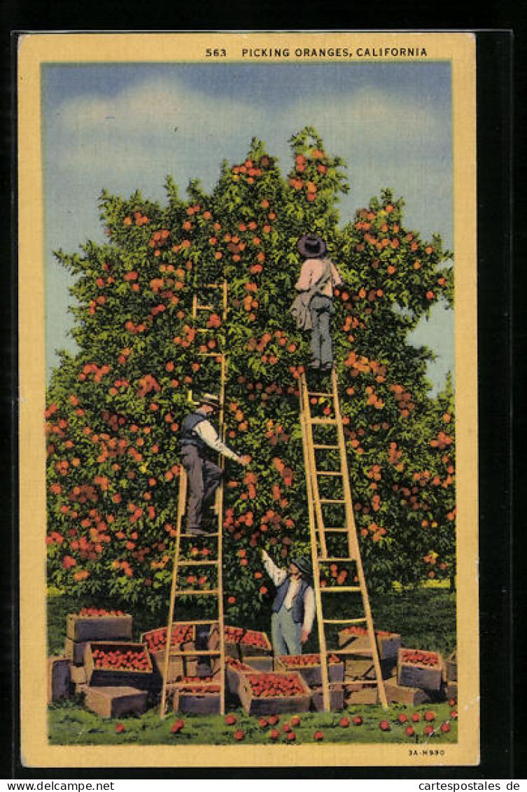AK California, Picking Oranges  - Landbouw