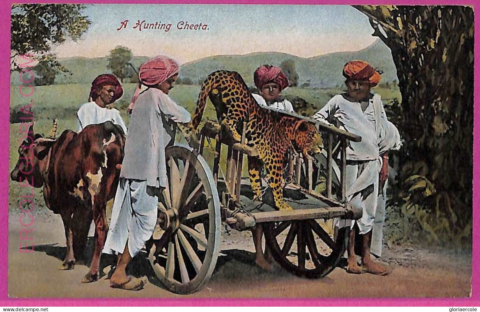 Ag3744 - INDIA - VINTAGE POSTCARD - Ethnic, A Hunting Cheeta - Indien
