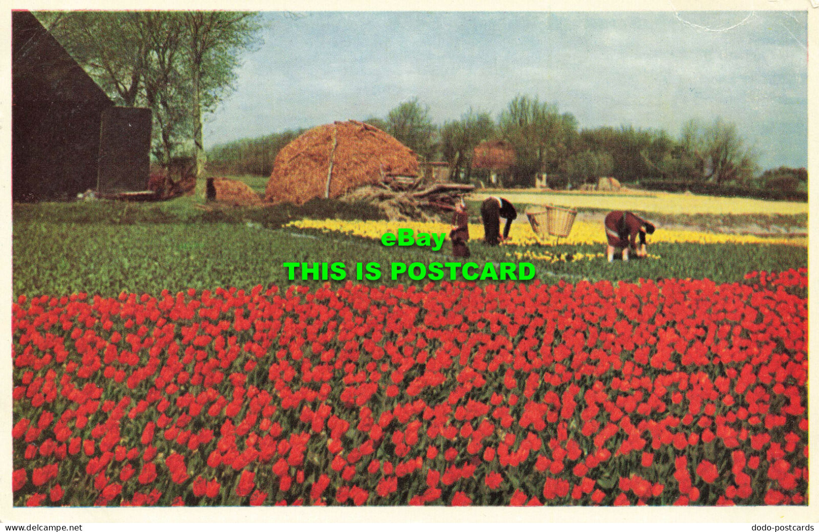 R567973 Topping Tulips. Netherlands. Boom Ruygrok N. V. Haarlem. Holland - Mondo