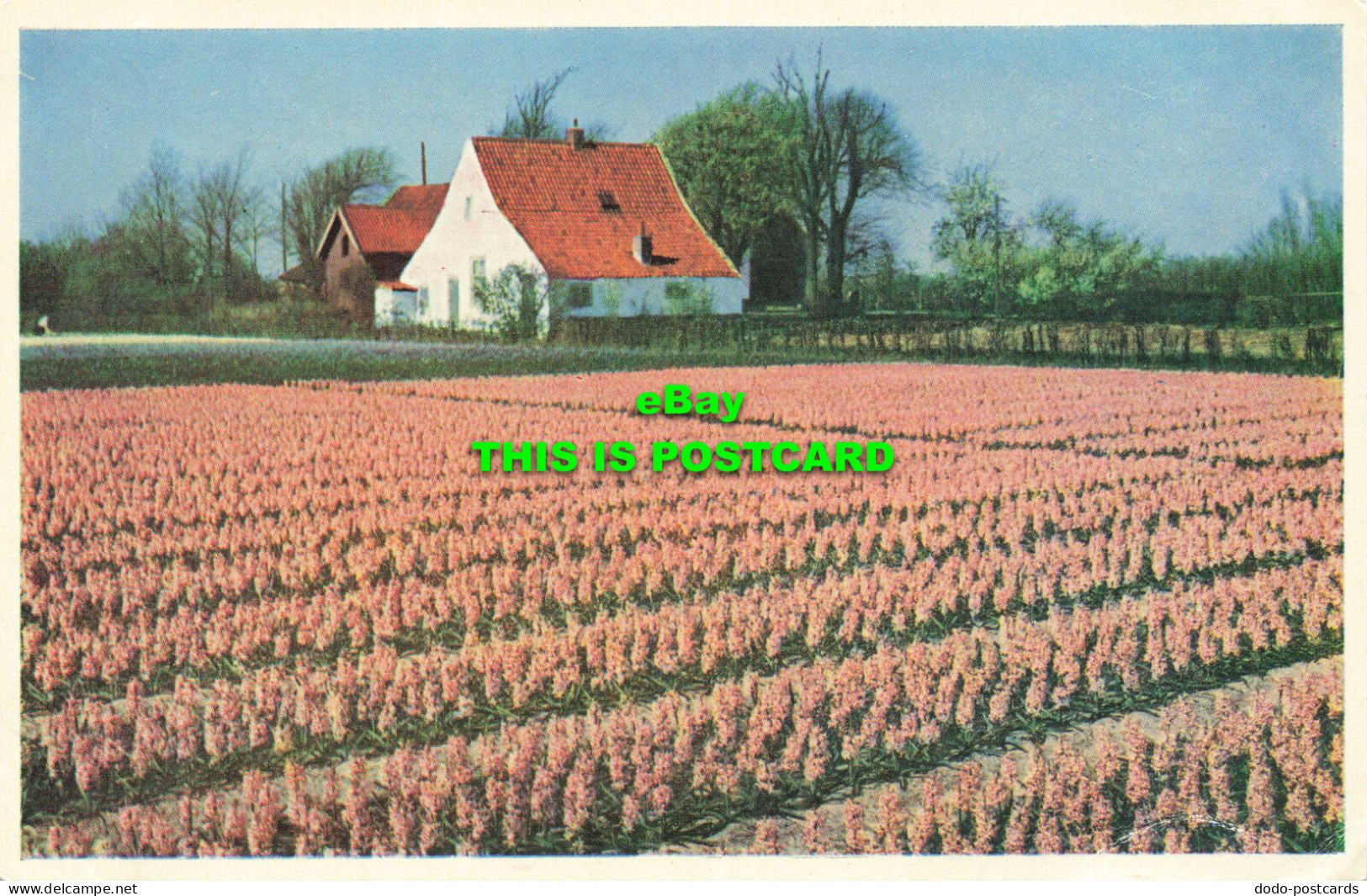 R567974 Hyacinths Fields. Netherlands. Boom Ruygrok N. V. Haarlem. Holland - Mondo