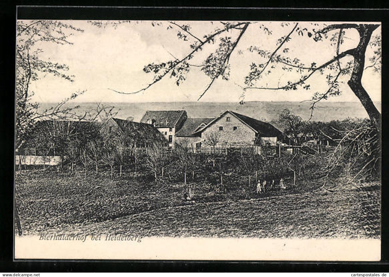 AK Heidelberg, Ansicht Vom Bierhalderhof  - Heidelberg