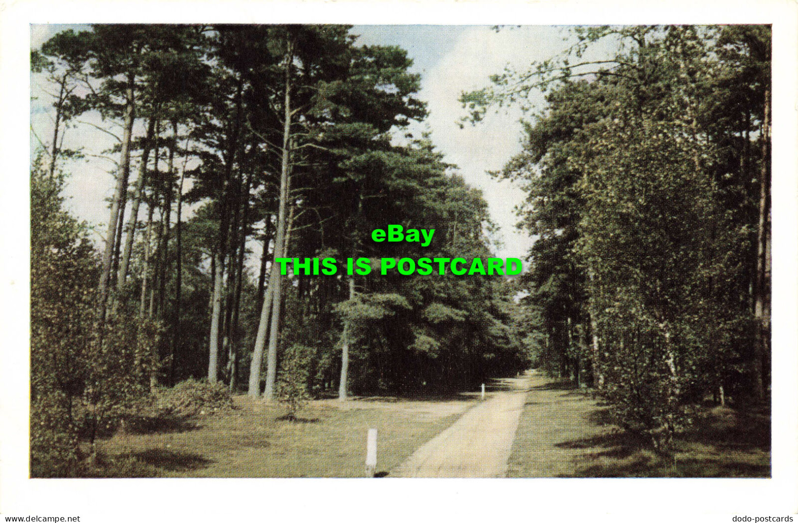 R567976 Unknown Place. Nature. Road. Trees. Weenenk And Snel. Baarn - Mondo