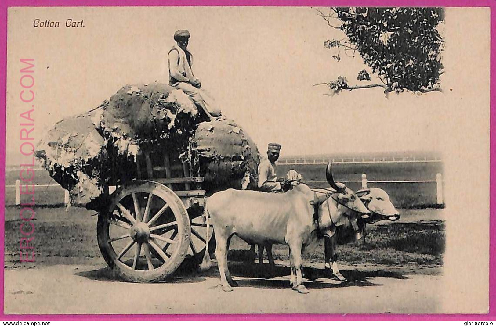 Ag3757  - INDIA - VINTAGE POSTCARD  - Cottonn Cart - India