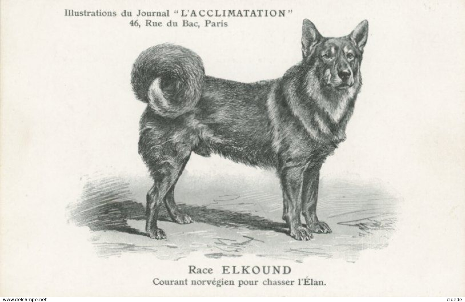 Elkound Dog Used To Moose Hunting . Chien Courant Chasse Elan - Noruega