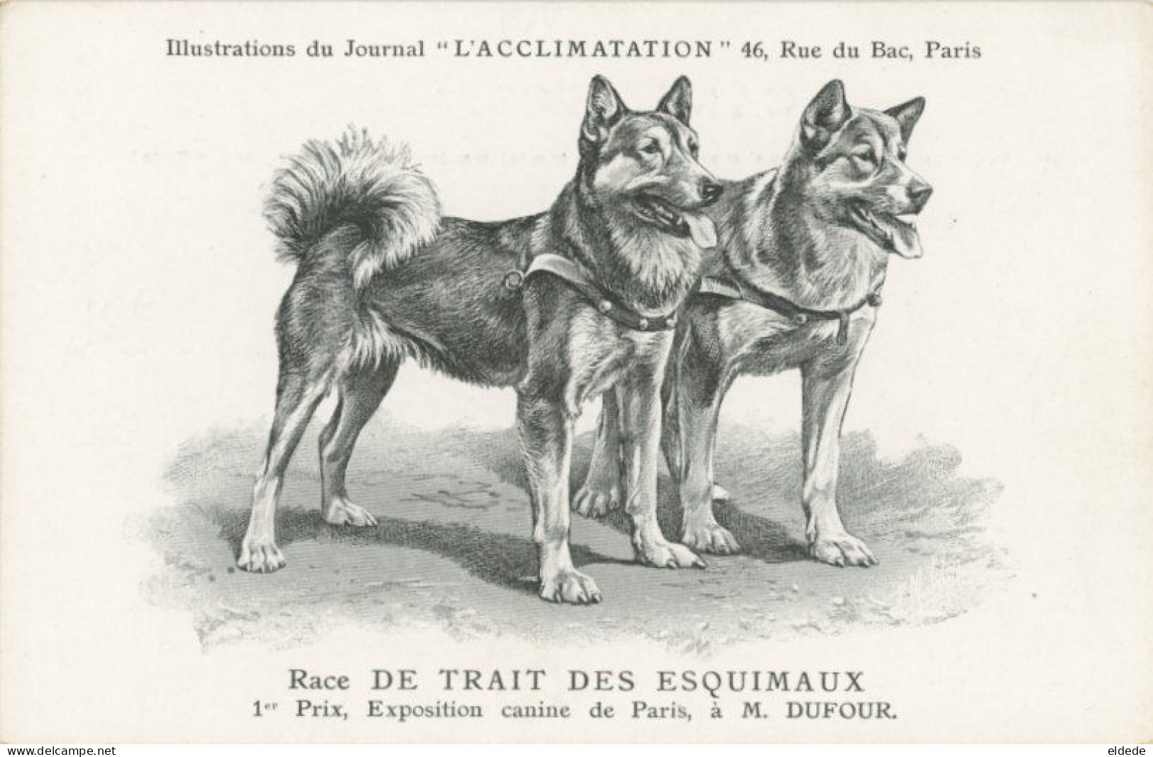 Dog Used To Pull Sledge . Attelage De Chien Traineau Husky - Groenland