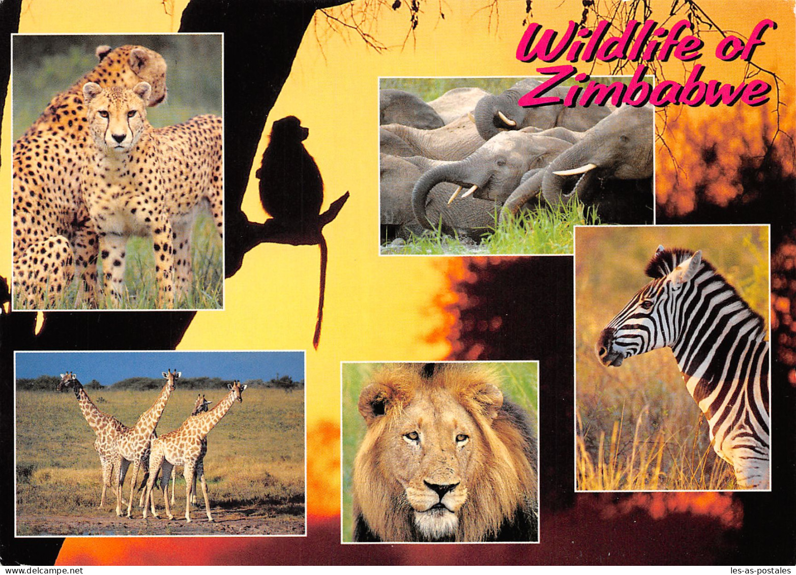 ZIMBABWE SAFARI - Zimbabwe