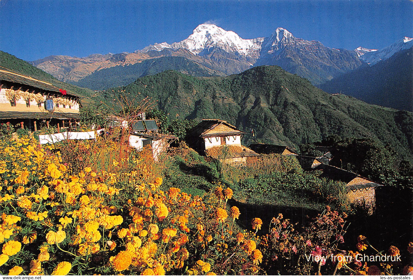 NEPAL - Népal