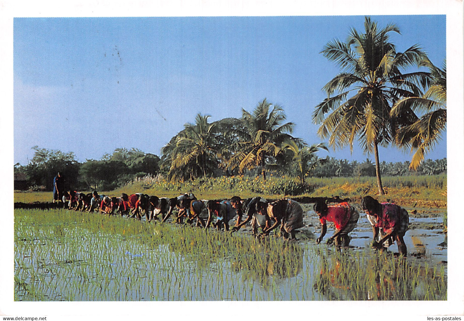 INDE PADDY FIELD - India