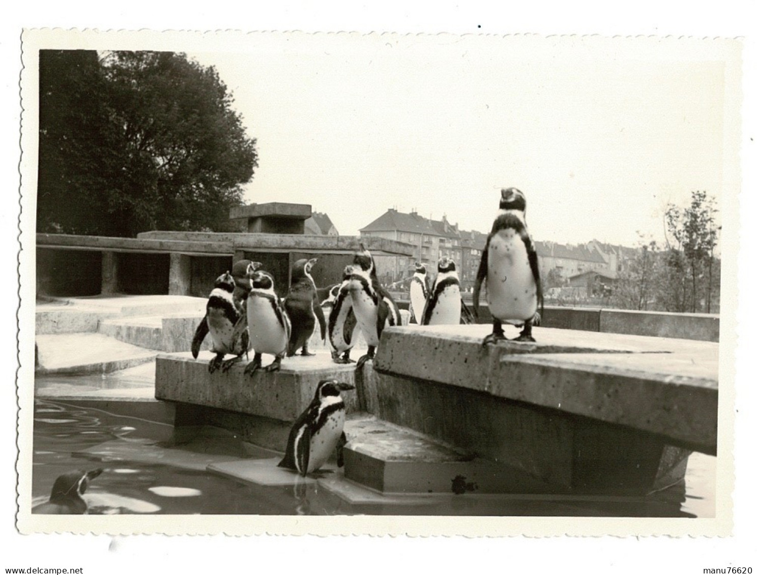 Ref 1 - Photo + Négatif : Jolie Photo De Pingouins Dans Un Zoo , Lieu ? . - Europe