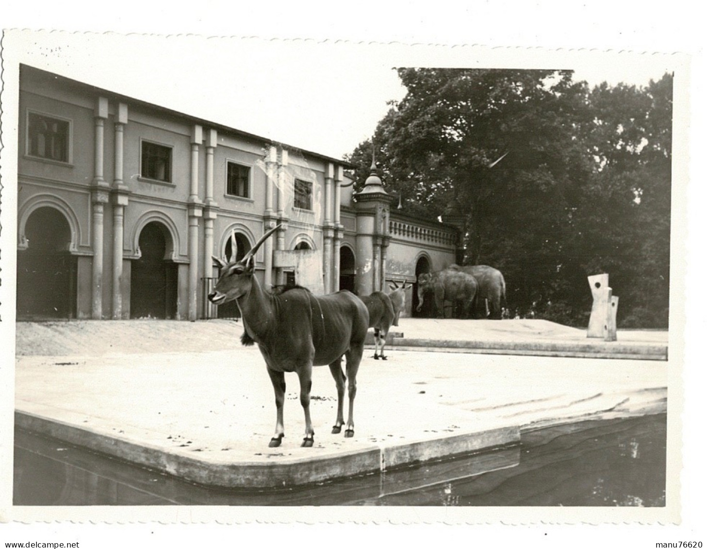 Ref 1 - Photo + Négatif : Jolie éland Du Cap ? Dans Un Zoo , Lieu ? . - Europe