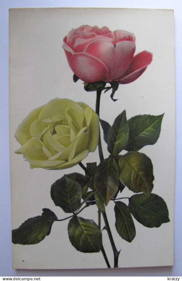 FLEURS - Roses - 1908 - Blumen