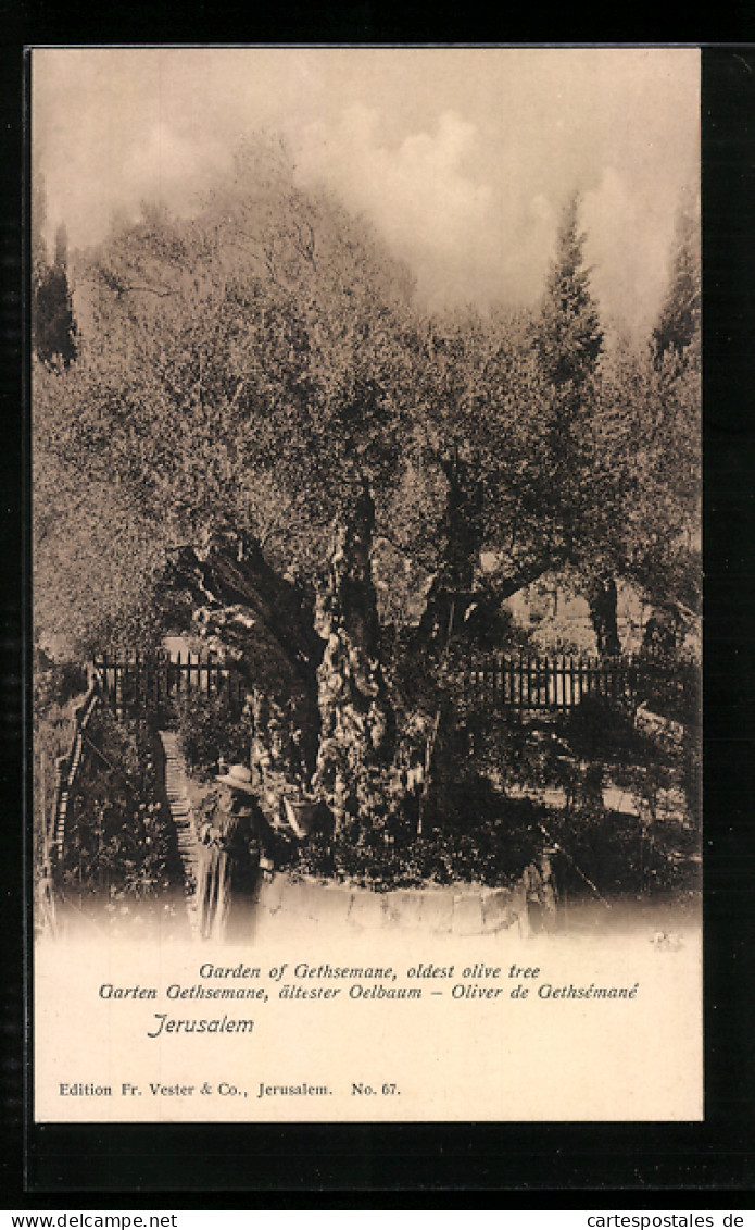AK Jerusalem, Garten Gethsemane, ältester Ölbaum  - Palestina