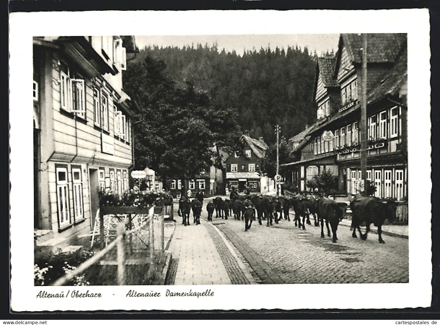 AK Altenau /Oberharz, Rinder Auf Der Strasse An Der Altenauer Damenkapelle  - Oberharz