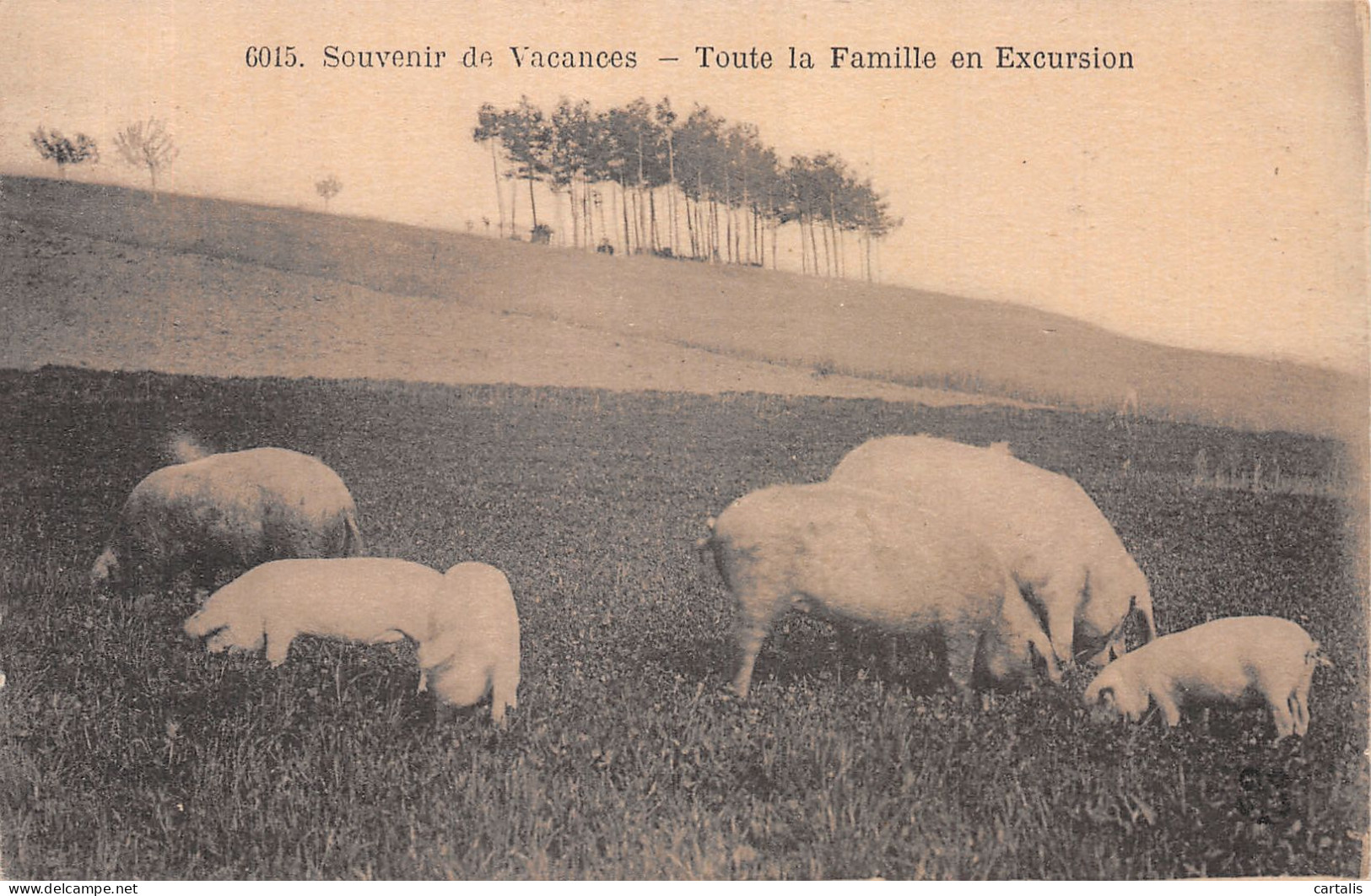TH-ANIMAUX COCHONS-N°4459-H/0379 - Maiali