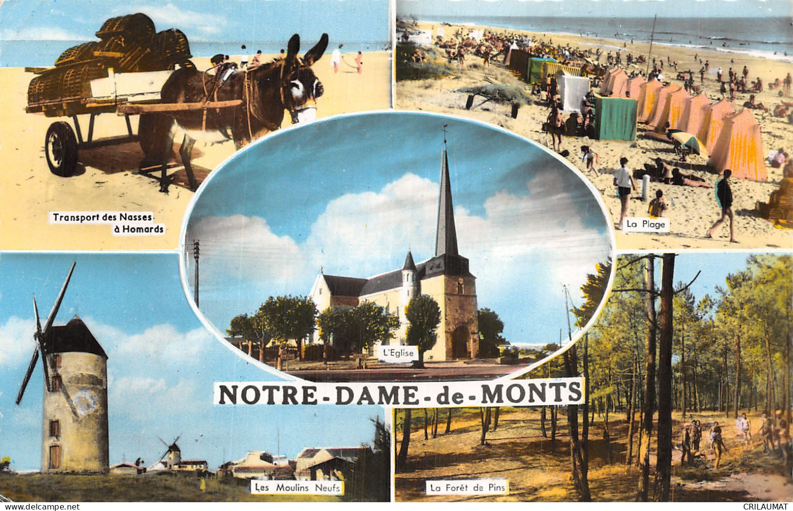 85-NOTRE DAME DE MONTS-N°T5090-E/0065 - Andere & Zonder Classificatie