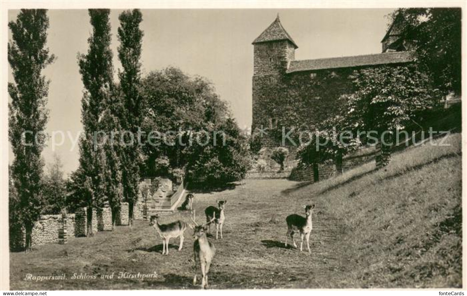 13707345 Rapperswil -Jona SG Schloss Und Hirschpark  - Autres & Non Classés