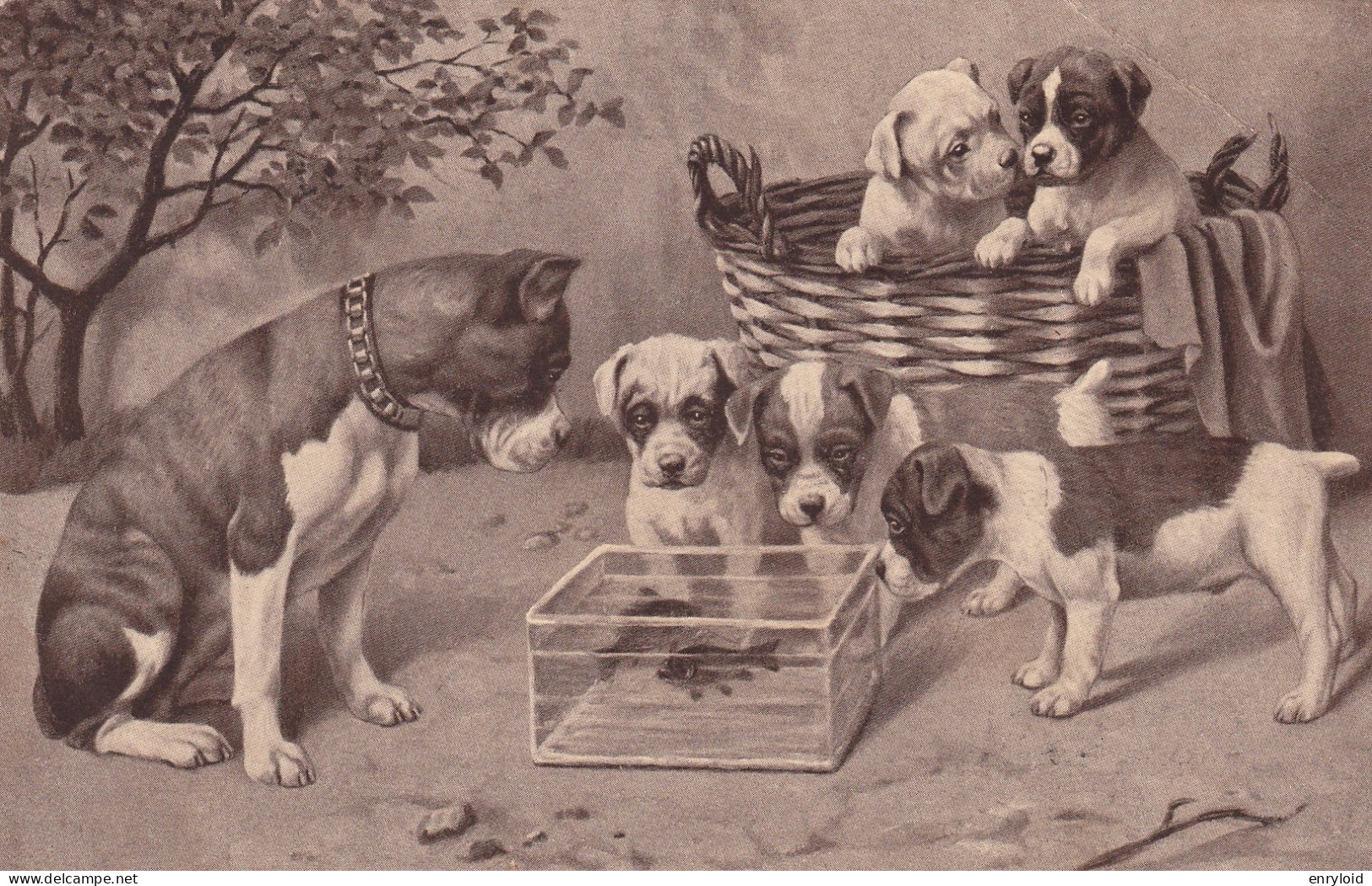 Cagnolini  1912 - Honden