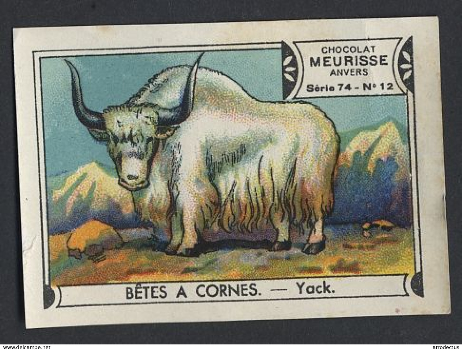 Meurisse - Ca 1930 - 74 - Bêtes à Cornes, Animals With Horns - 12 - Yack - Autres & Non Classés