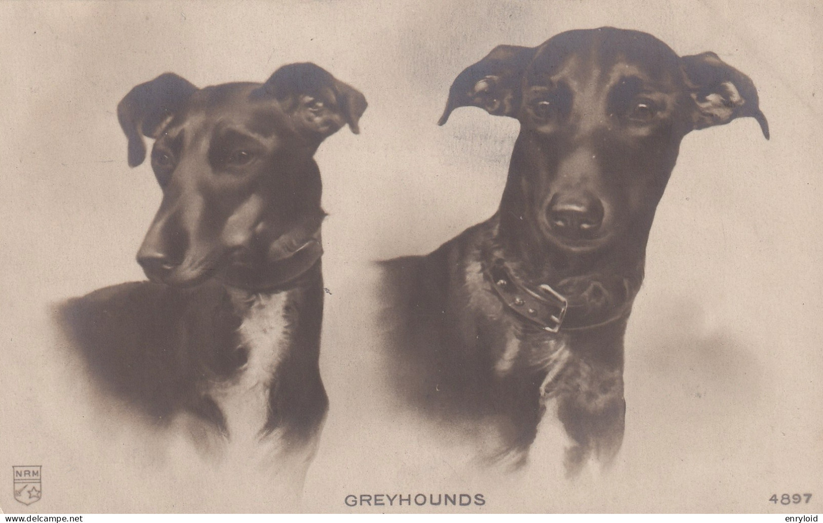 Greyhounds Cagnolini - Perros