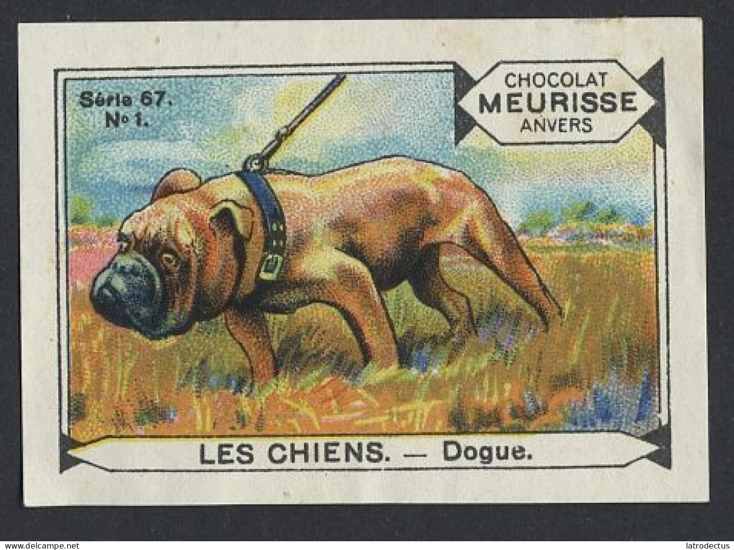 Meurisse - Ca 1930 - 67 - Les Chiens, Dogs - 1 - Dogue - Sonstige & Ohne Zuordnung