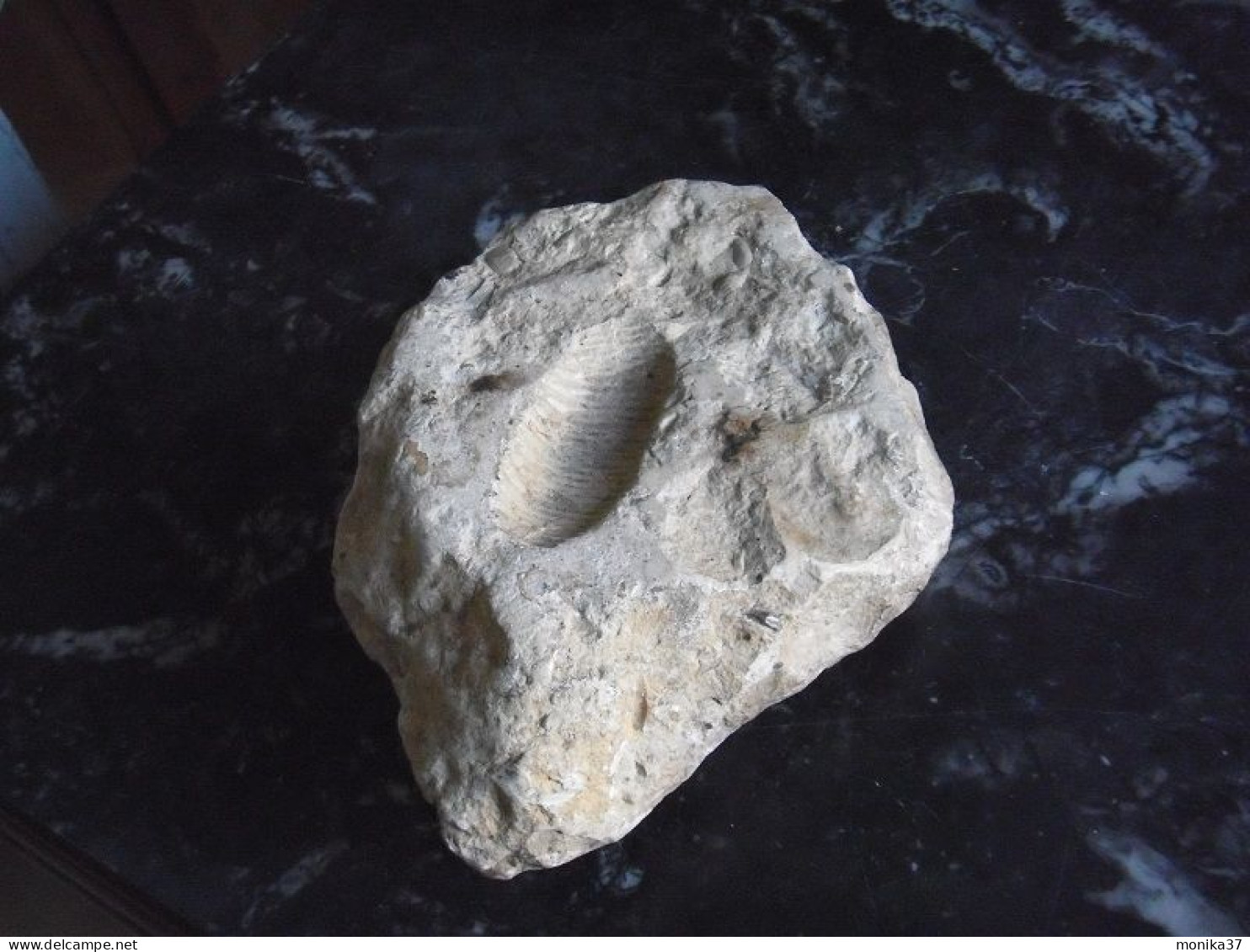 Pierre Fossilisée - Empreinte Ancienne - Fossils