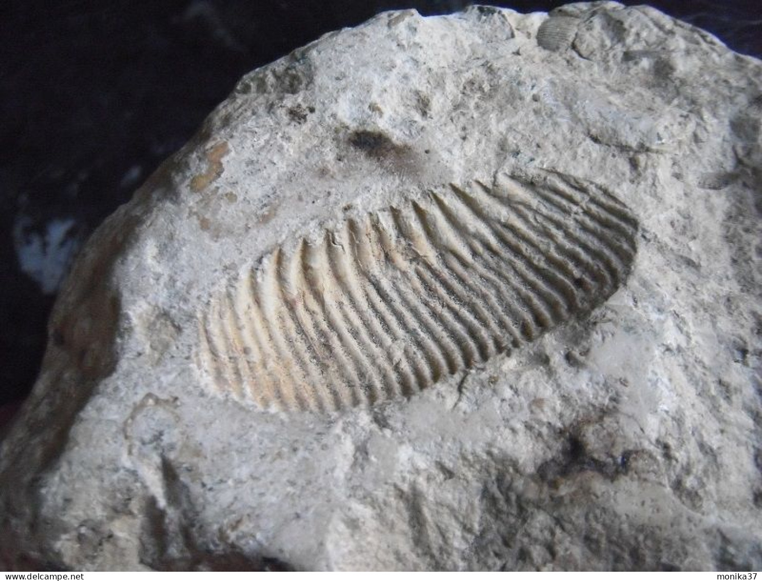 Pierre Fossilisée - Empreinte Ancienne - Fósiles