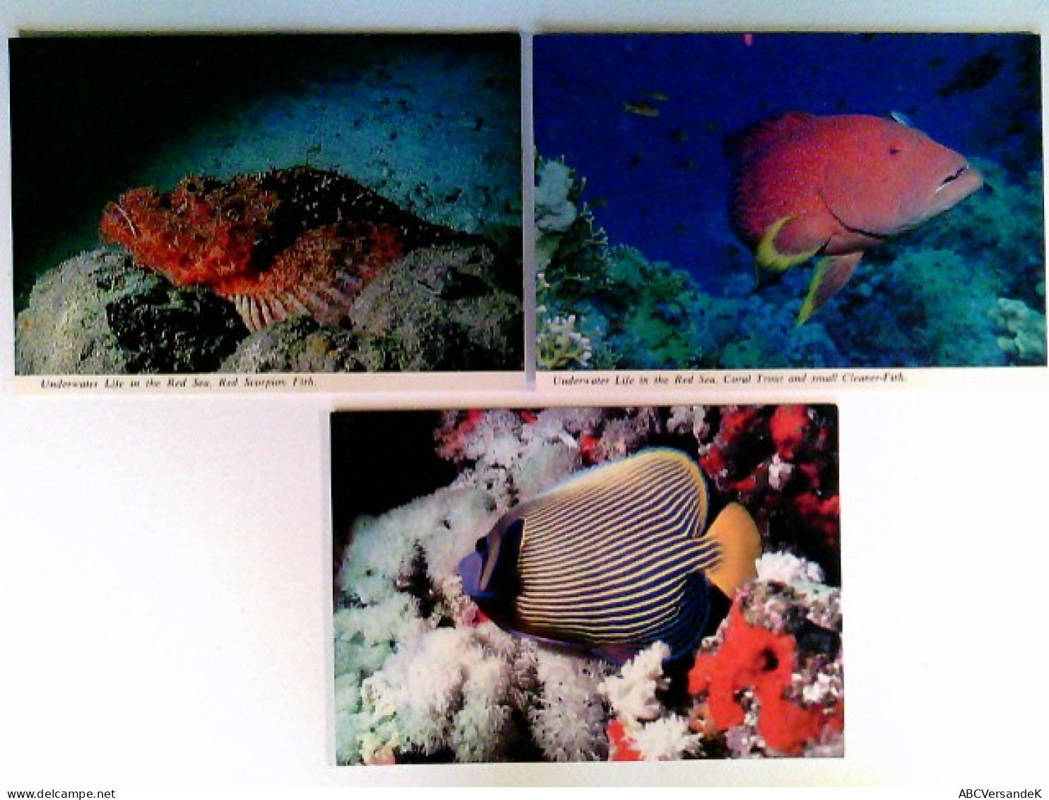 Unterwasserleben Im Roten Meer, Versch. Fische, Eilat, Israel, 3 AK, Ungelaufen, Ca. 1980, Konvolut - Non Classificati