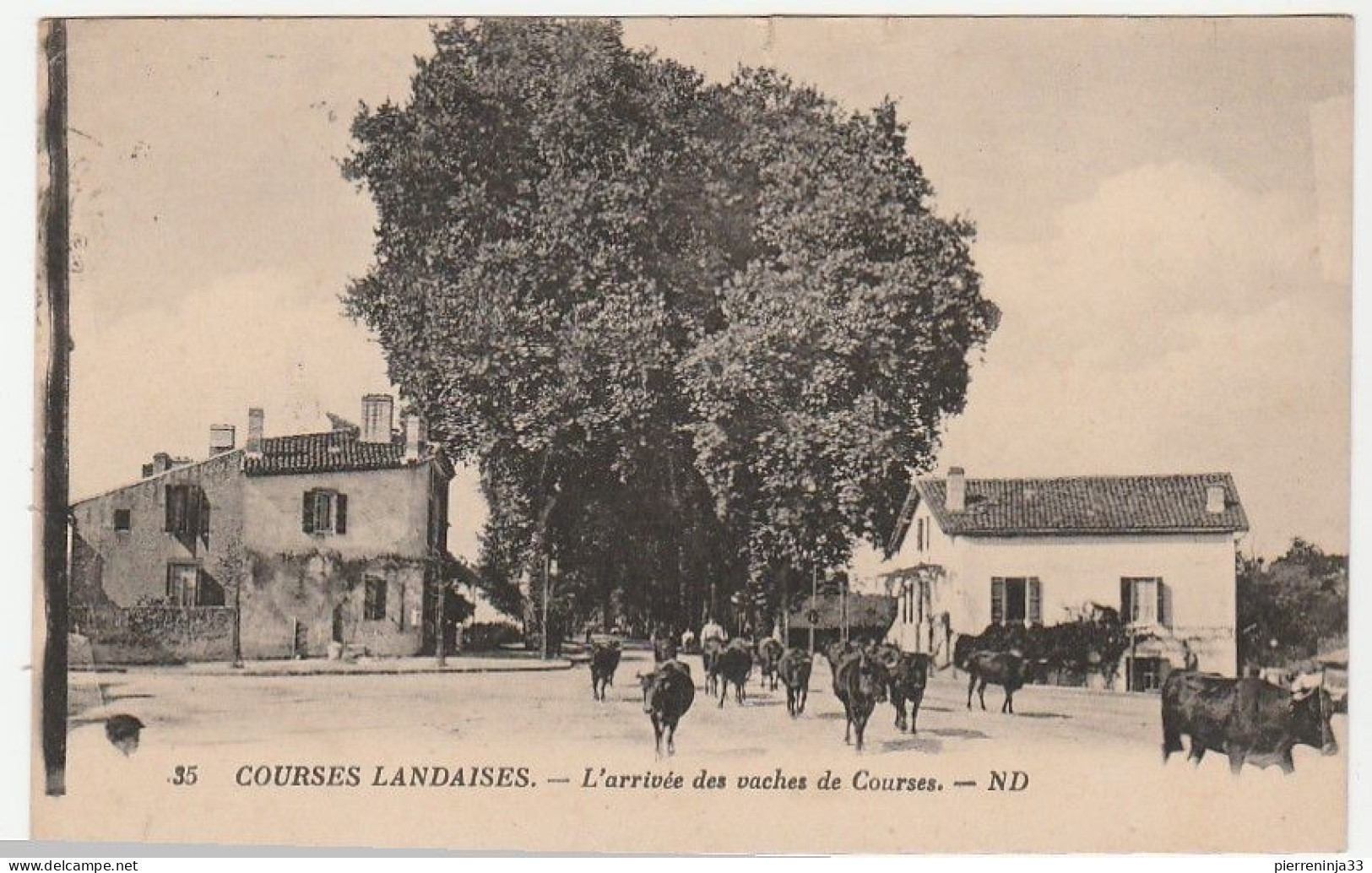 Landes / Courses Landaises, Arrivée Des Vaches De Courses - Other & Unclassified